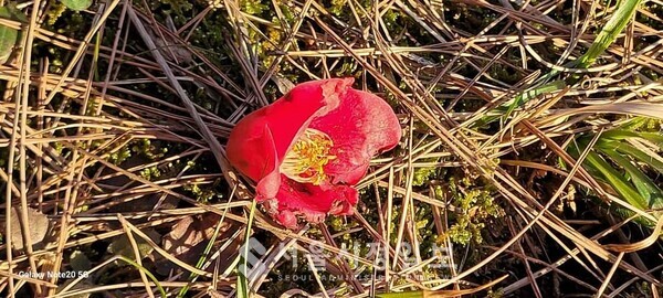 사진 설명 : 채 피지도 못하고 댕강 모가지째로 떨어진 붉은 동백꽃이 슬픈 봄날이다.