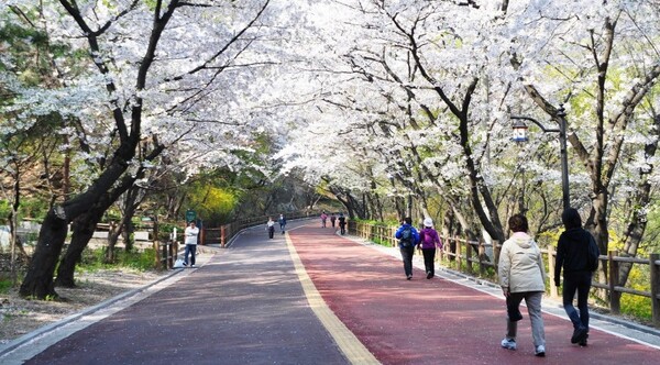  남산공원 산책로 벚꽃  (서울시청 제공) 