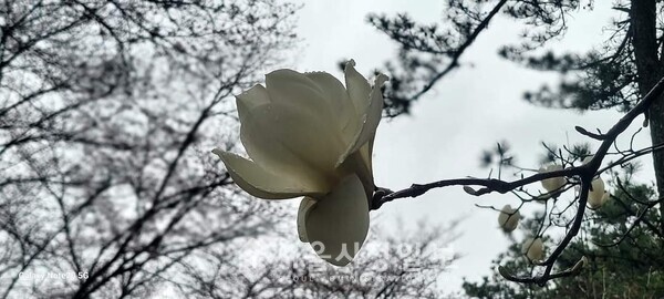 사진 설명 : 봄비 속에서 만개한 봉성산 목련꽃이다.